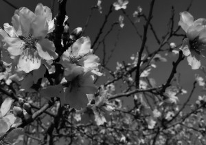 Mandelblüte, Mallorca, Januar