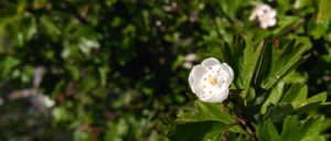 Stadt Arta März 2017