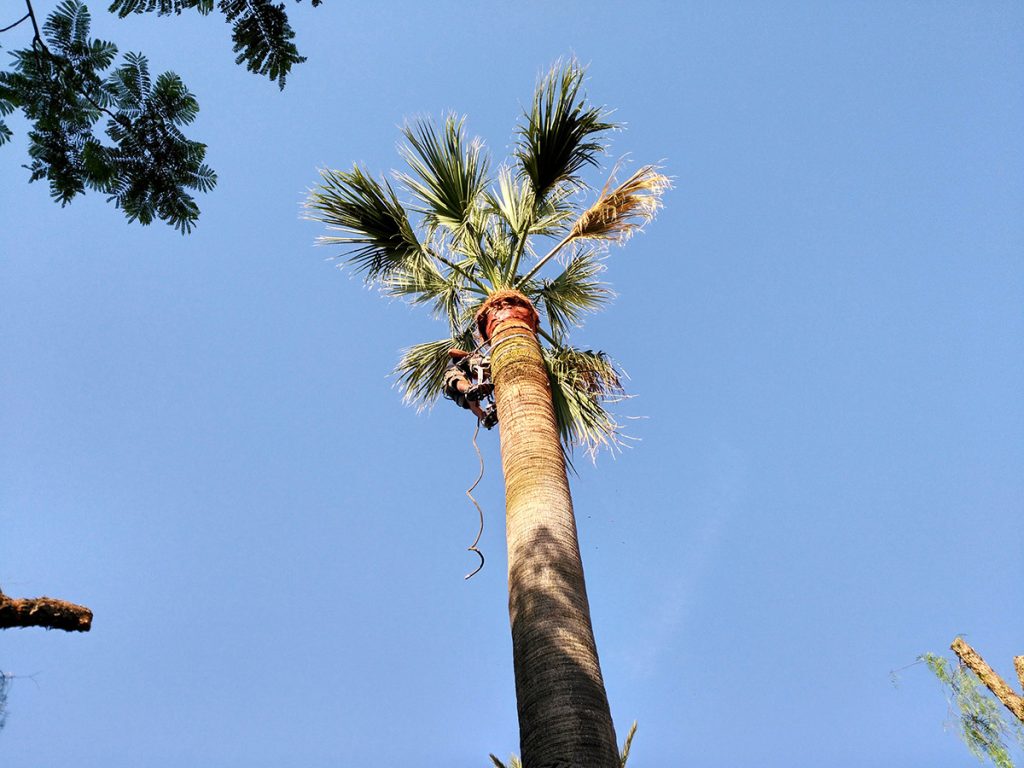 Palmen schneiden